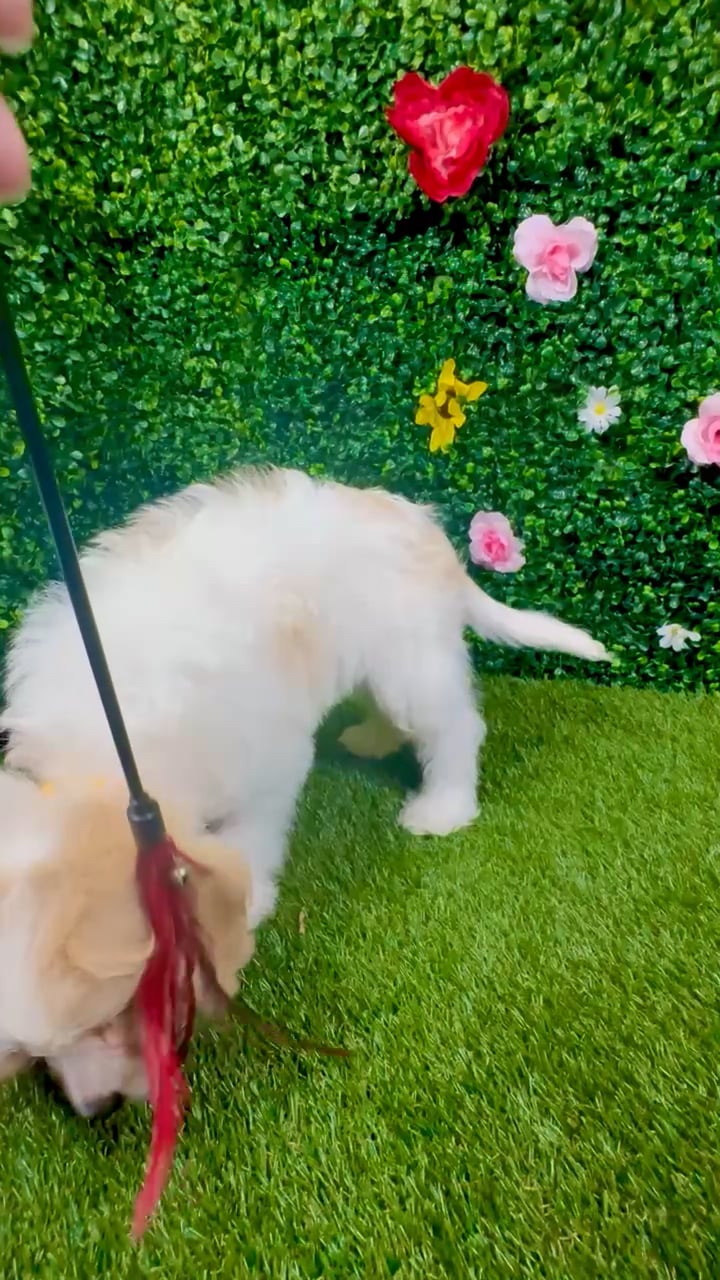 Male Cavachon puppy named Ace for sale at Puppy Dreams - Round Rock. video thumbnail