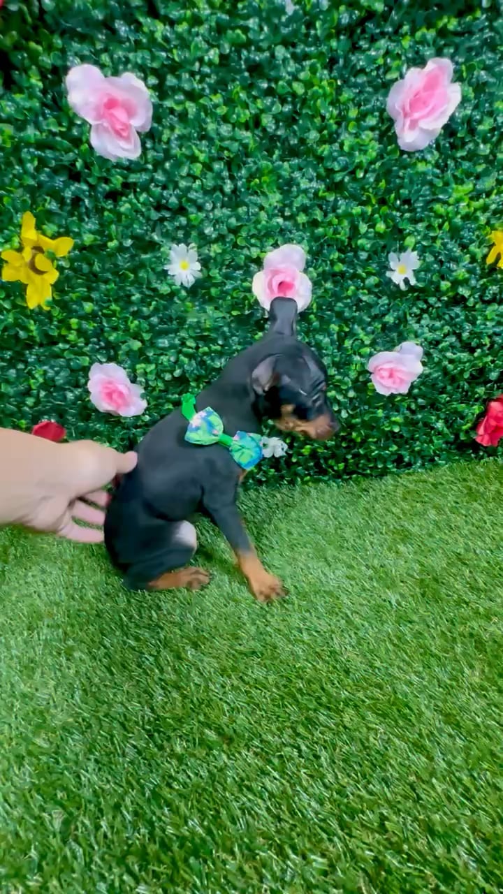 Male Min Pin puppy named Otto for sale at Puppy Dreams - Round Rock. video thumbnail