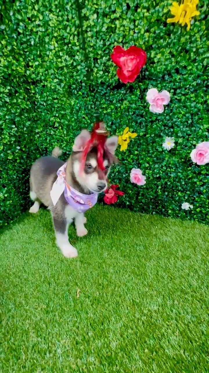 Female Alaskan Klee Kai puppy named Harley for sale at Puppy Dreams - Round Rock. video thumbnail