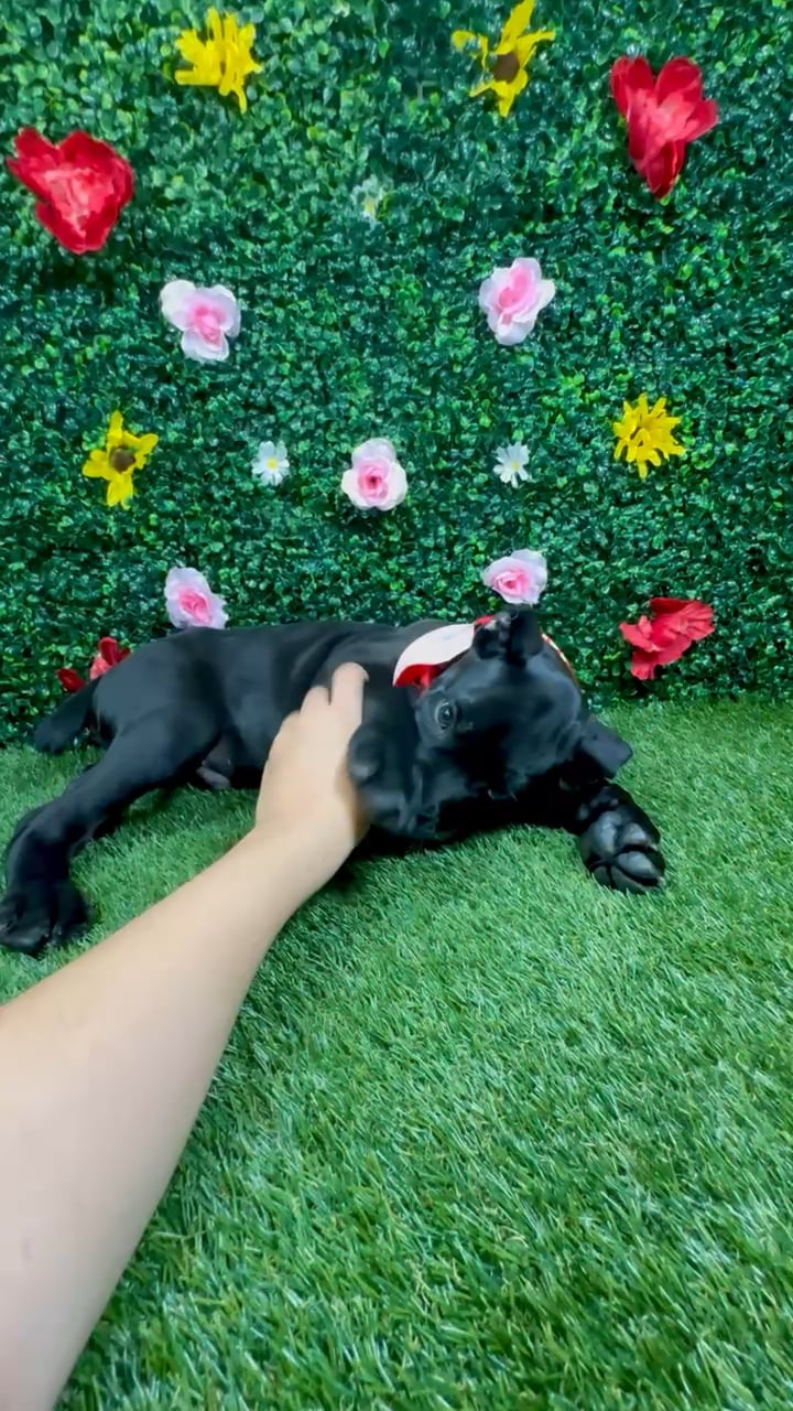 Male Cane Corso puppy named Panther for sale at Puppy Dreams - Round Rock. video thumbnail