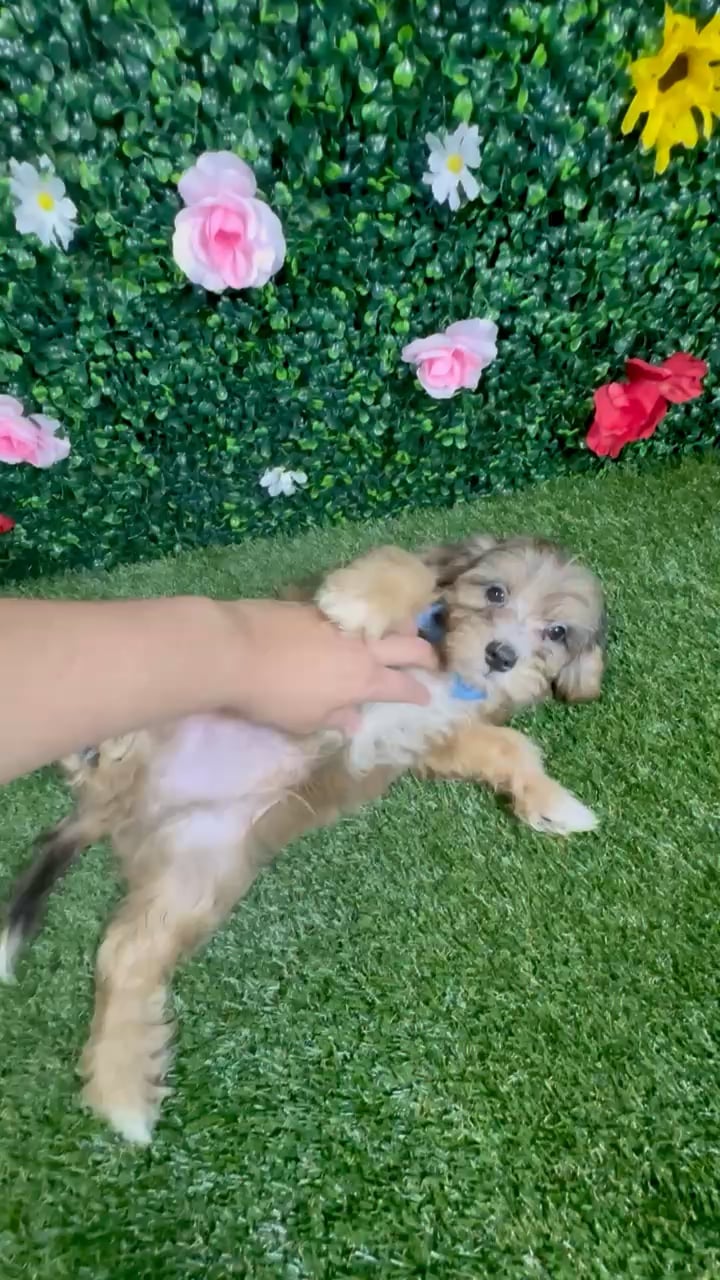 Male Havapoo puppy named Astro for sale at Puppy Dreams - Round Rock. video thumbnail