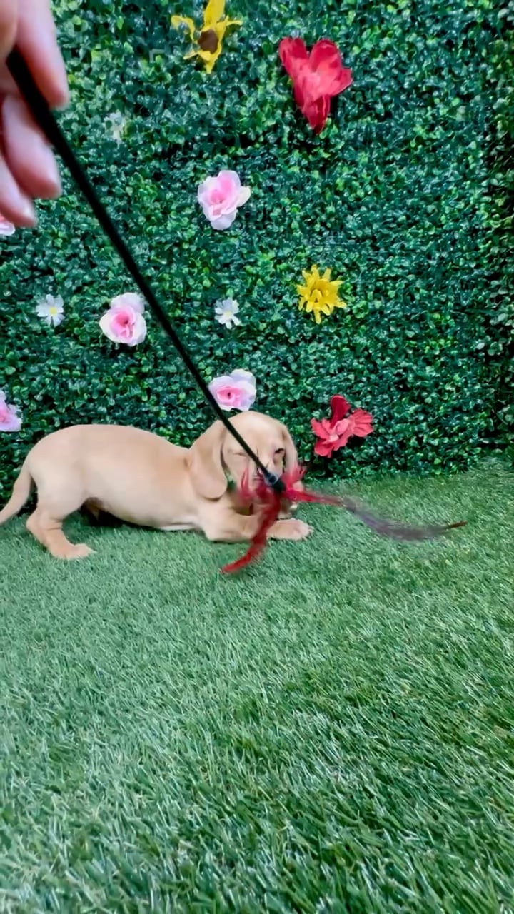 Male Dachshund puppy named Pudding for sale at Puppy Dreams - Round Rock. video thumbnail