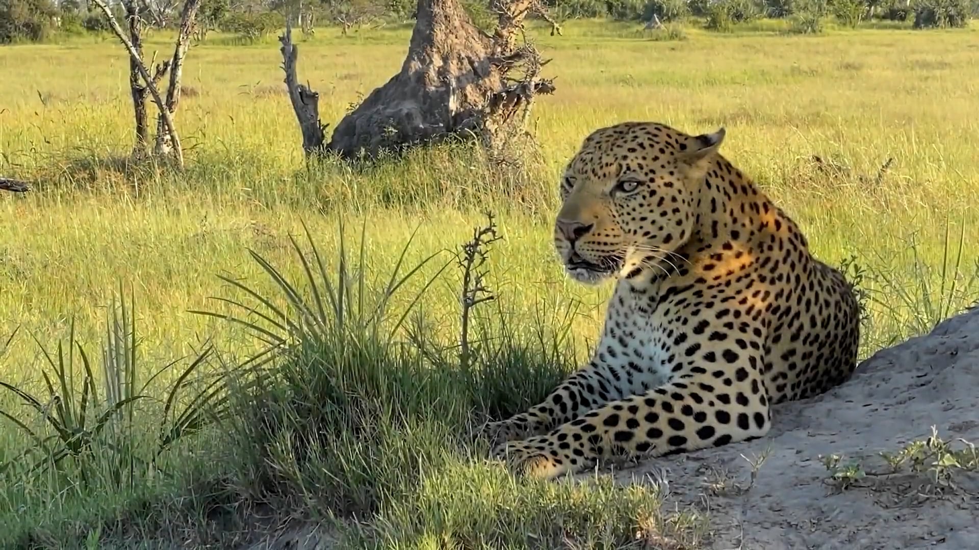 Ecosystems, People & Places of the Delta - Okavango Delta & Panhandle, Mokoro Canoe & Safari Lodge
