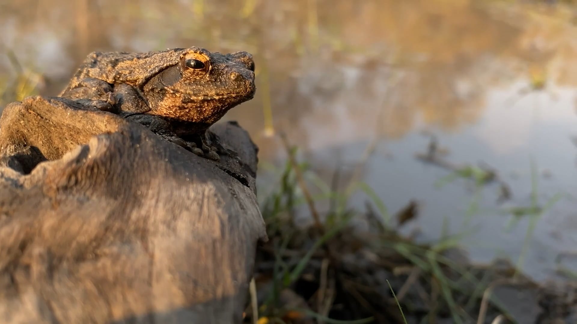 Amphibians & Aquatic Reptiles - Bubbling Kassina, Tree Frog, Leopard Tortoise, African Bull Frog & Hinge Terrapin