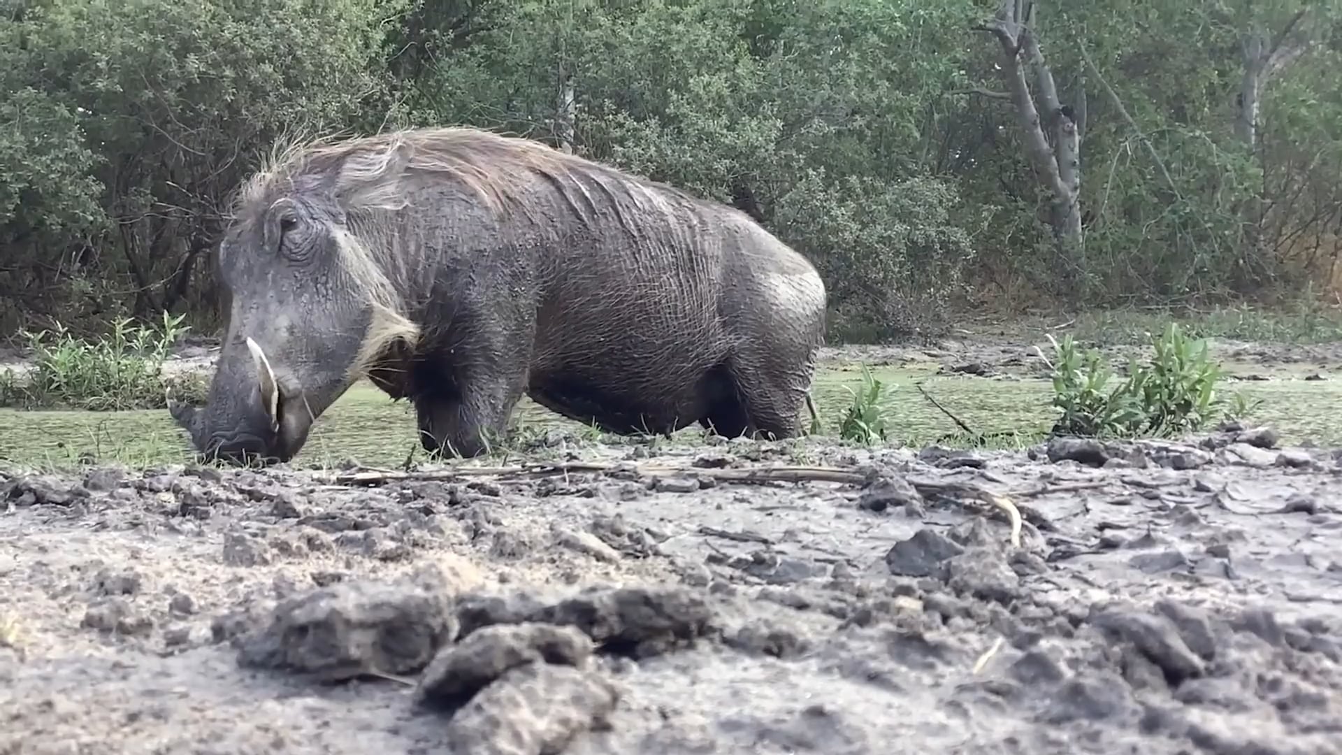 Mammals - Lion, Hippos, Mongoose, Warthogs & Cape Buffalo