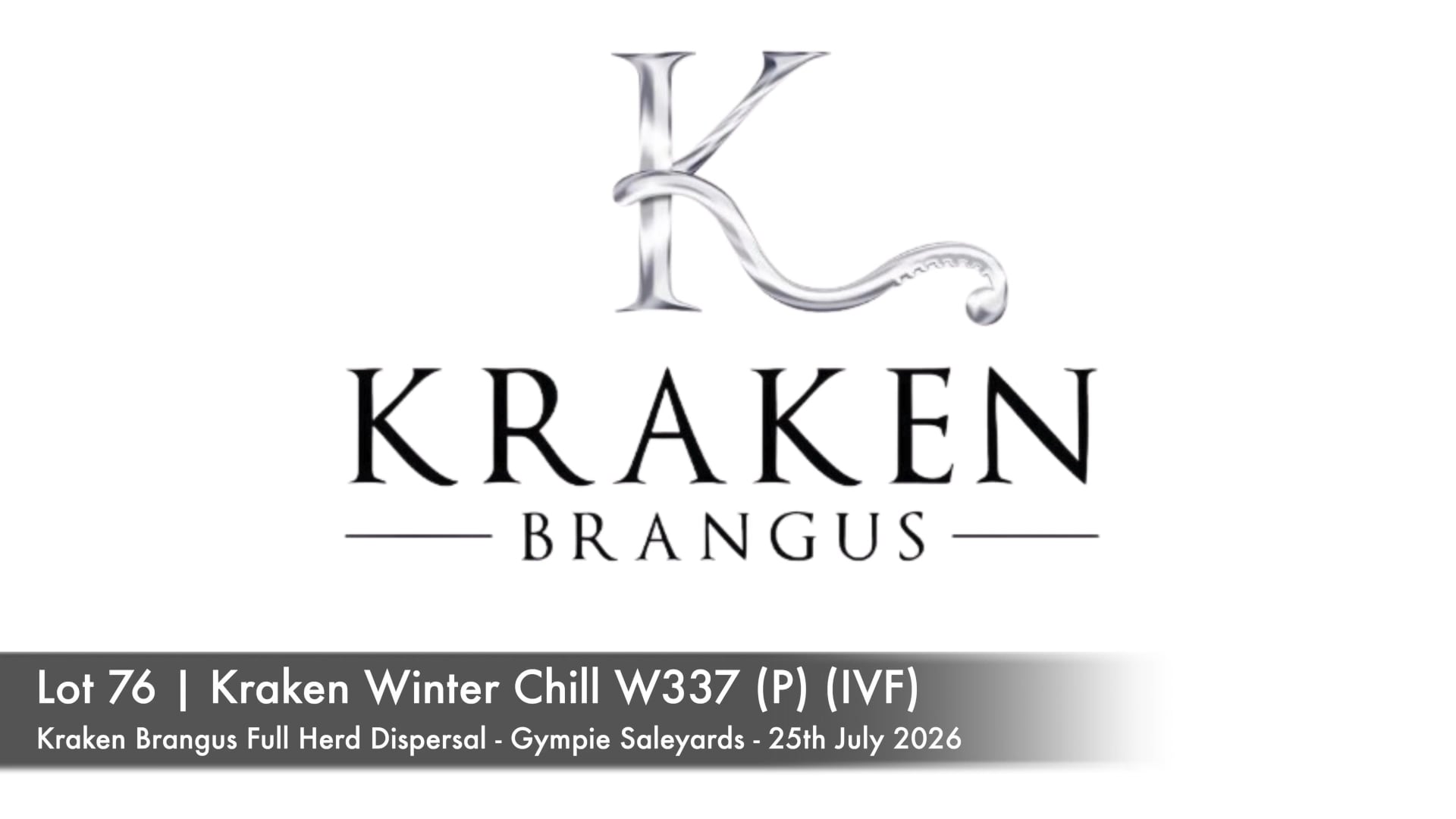 KRAKEN WINTER CHILL 000W337 (P) (IVF) (Kraken Brangus)