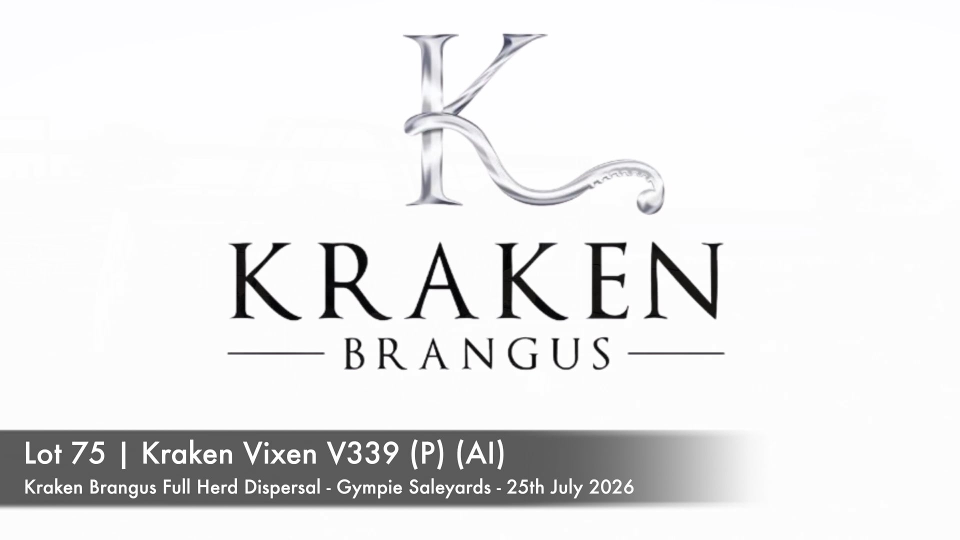 Lot 75 · KRAKEN VIXEN 143V339 (P) (AI) (Kraken Brangus)