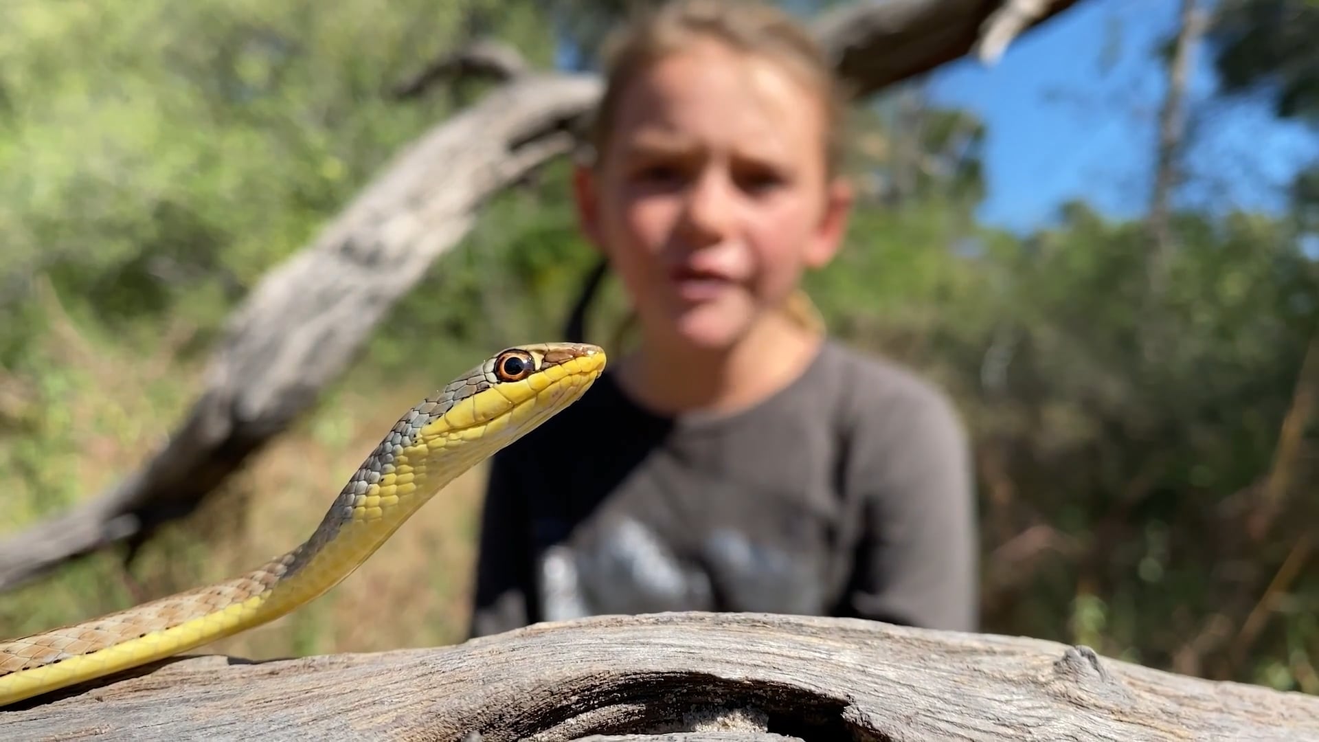 Reptiles & Snakes - Snakes, Chameleon, Puff Adder, Blind Snake & Tiger Snake
