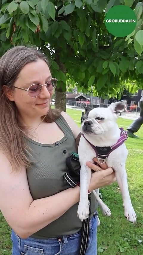 Pass på hunden i sommervarmen