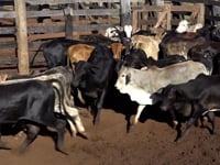 Lote 03