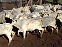 Lote 02