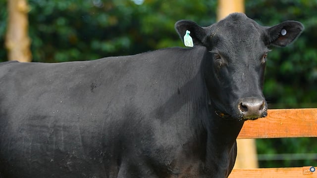 Lote 51
