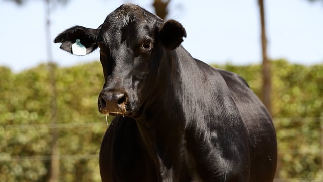 Lote 03