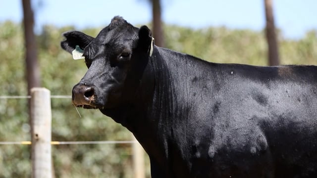 Lote 04