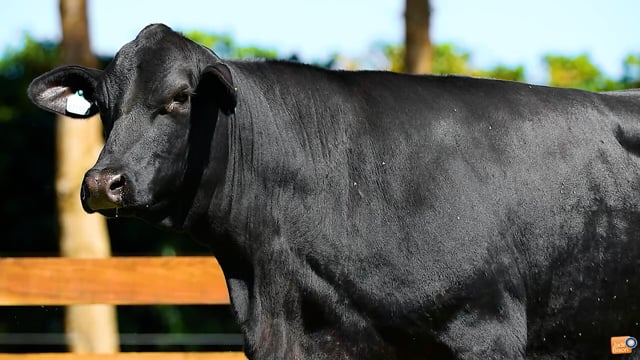 Lote 06