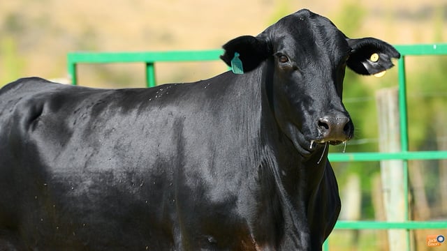 Lote 08