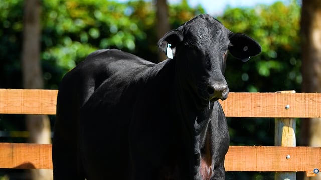 Lote 19