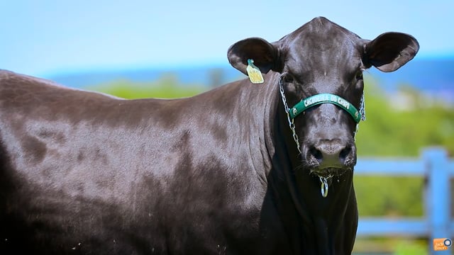 Lote 17
