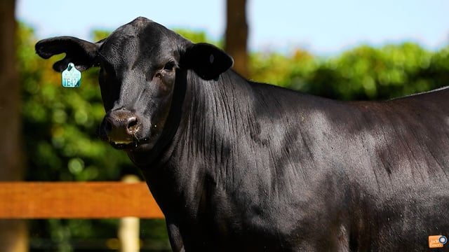 Lote 20