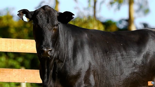 Lote 26