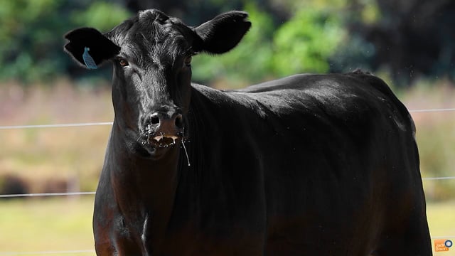 Lote 25
