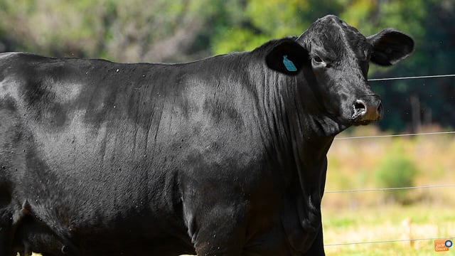 Lote 30
