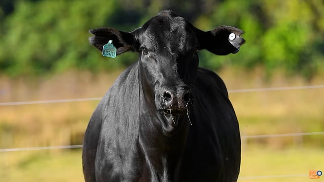 Lote 29