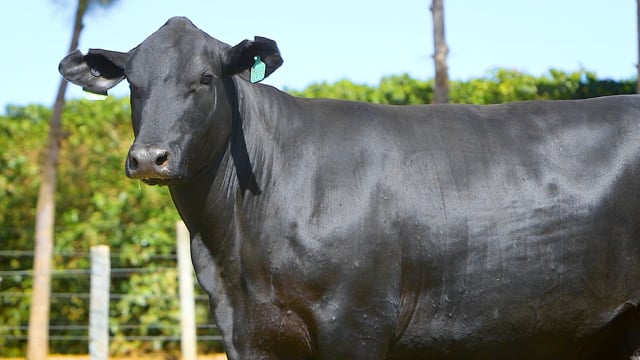Lote 31