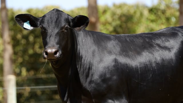 Lote 32