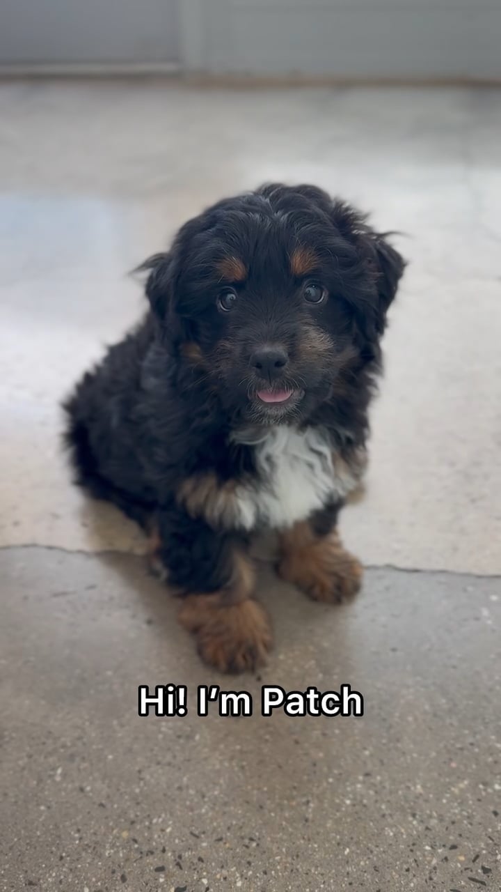 Male Mini Aussiedoodle puppy named Patch for sale at The Puppy Palace CT. video thumbnail