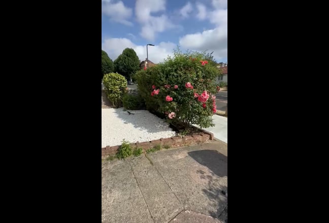Video 1: 