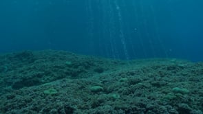 2618_Air bubbles over coral reef