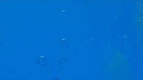 1892_Air bubbles underwater close up