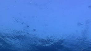 1891_Air bubbles rising to ocean surface 