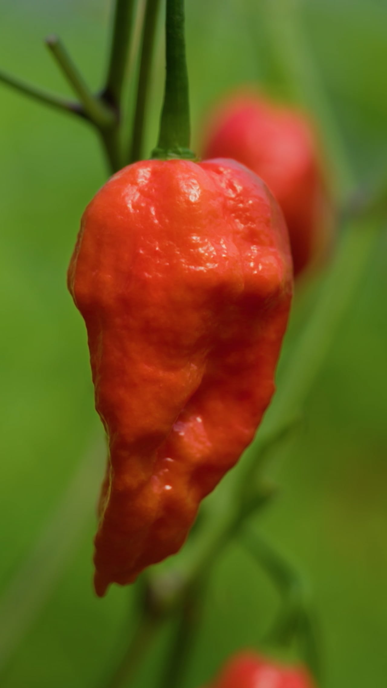 La Pimenterie — Fruit défendu, format vertical