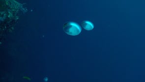 1058_Big air bubbles rising slowly to ocean surface