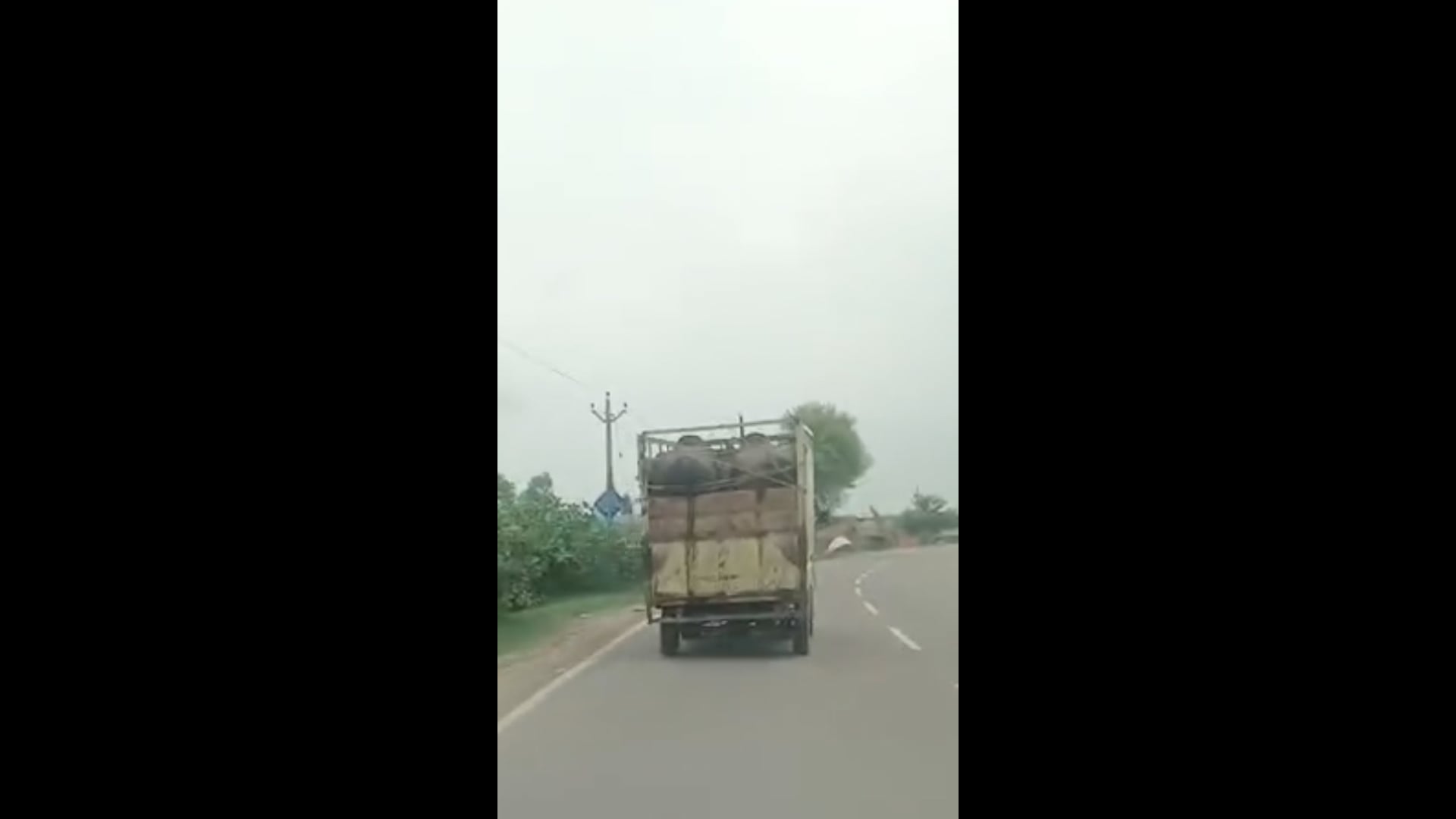 पलिया क्षेत्र से तेजी से हो रही मवेशियों की तस्करी