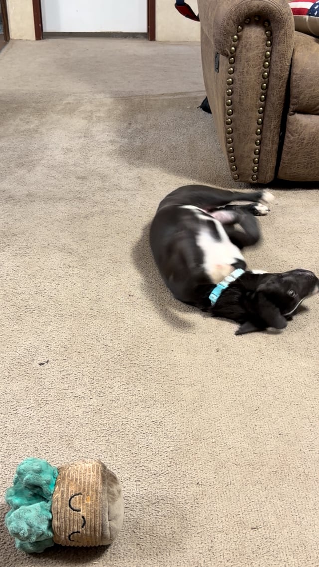 Enlarge Felipa, a Adoptable mixed breed in Caldwell, TX video 3/3