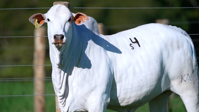 Lote S04