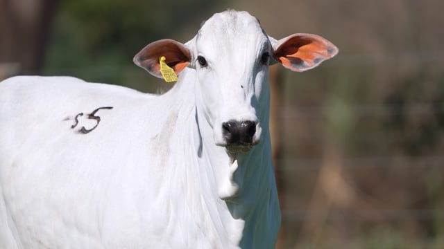 Lote S05