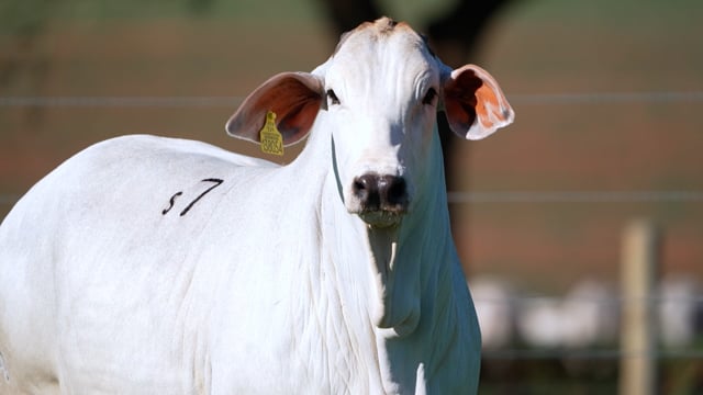 Lote S07