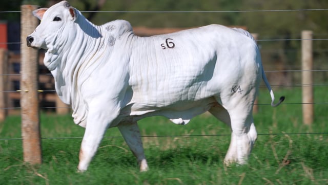 Lote S06