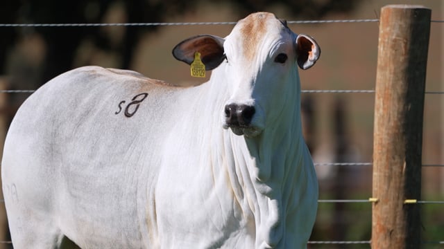 Lote S08