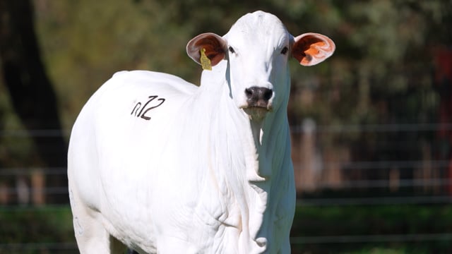 Lote R12