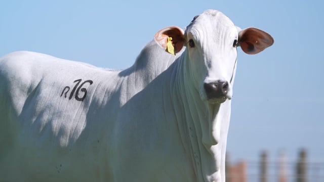 Lote R16