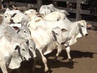 Lote 07