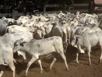 Lote 08