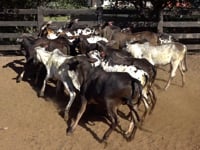 Lote 09