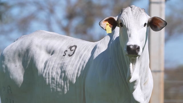 Lote S09