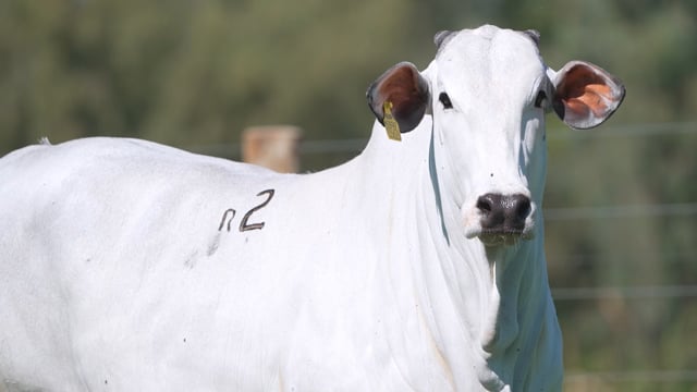 Lote R02